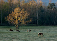 Smoky Mountains - March 2007
